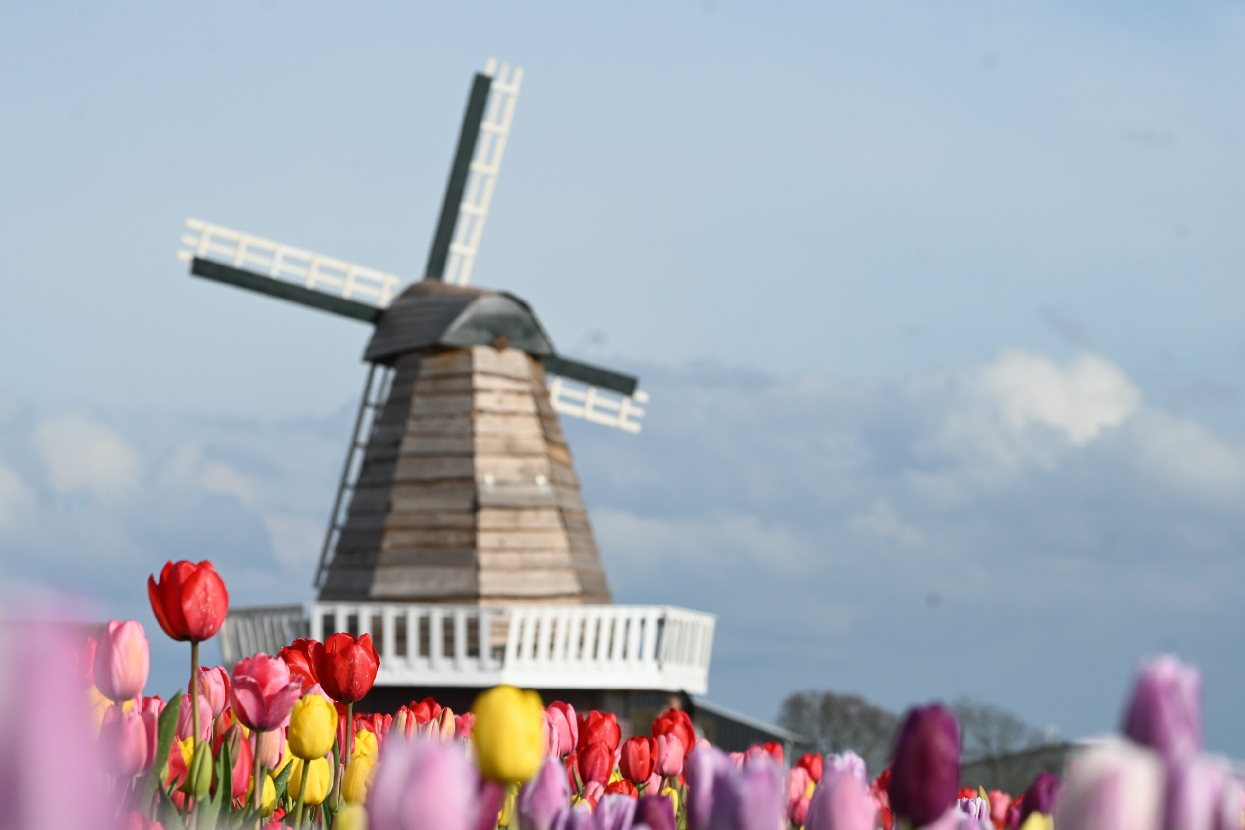 Lees onze nieuwste blog over de lente en de bloembollenvelden in Nederland