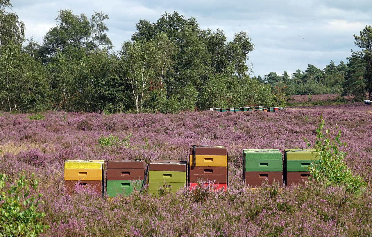 Nog beschikbaar voor een vakantie met 4 personen in Vierhouten (Veluwe)