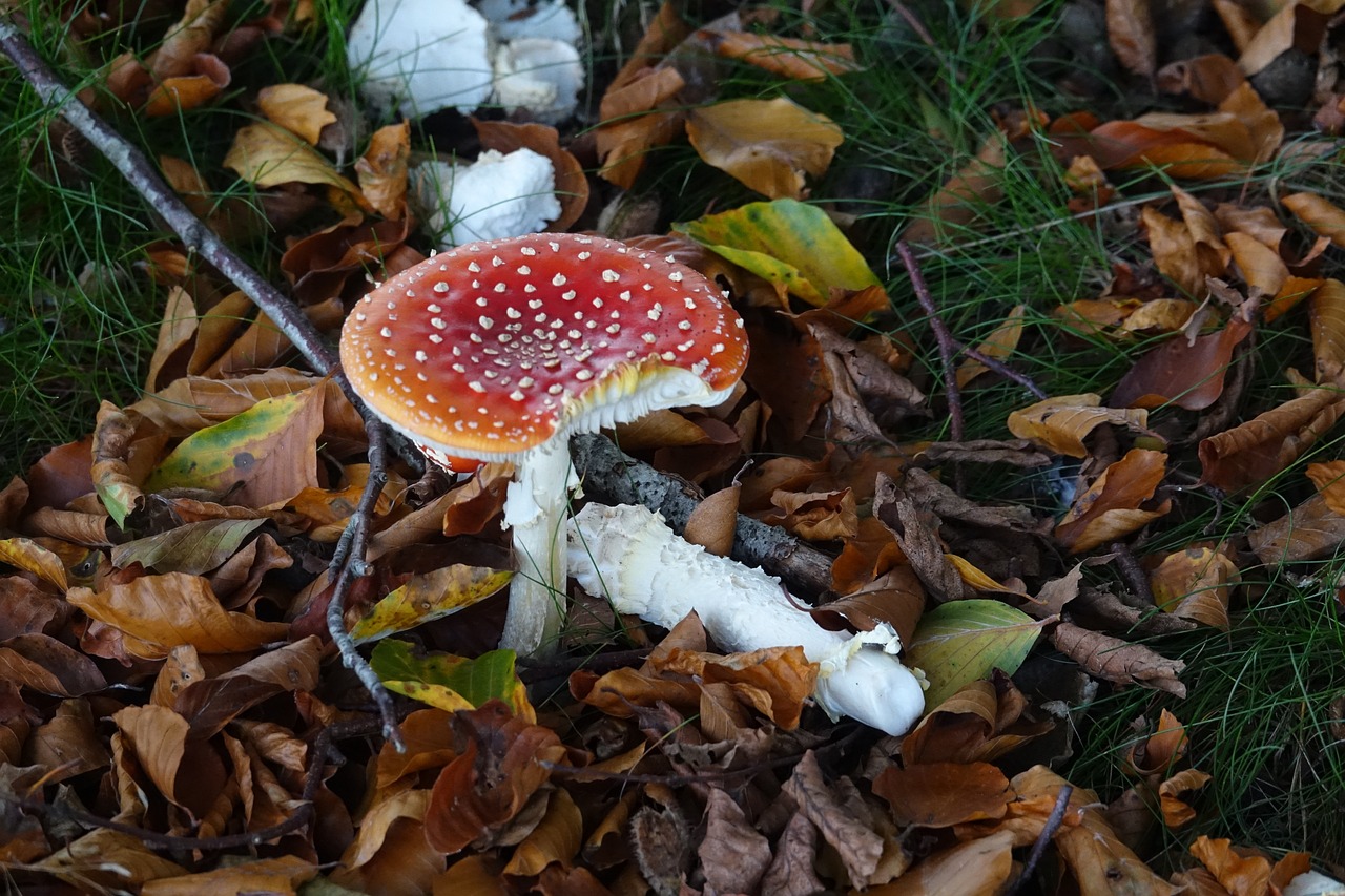 Herfstsferen op de Veluwe